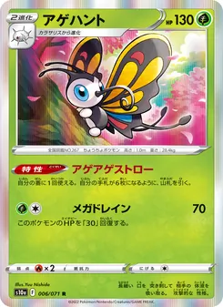 狩獵鳳蝶